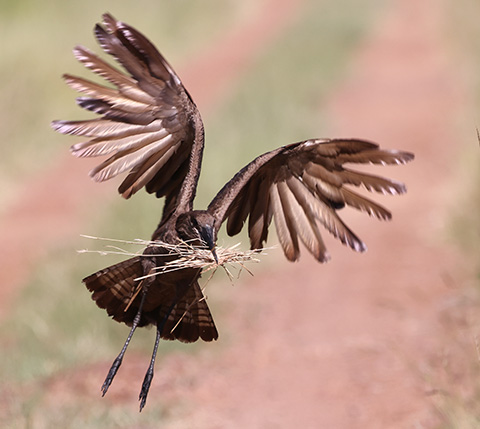 Hamerkop carrying nest material